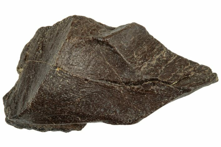 Bargain, Fossil Dinosaur (Triceratops) Partial Tooth - Montana #312595